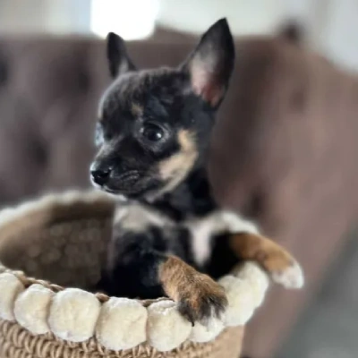 Chihuahua puppies for sale in Vijayawada