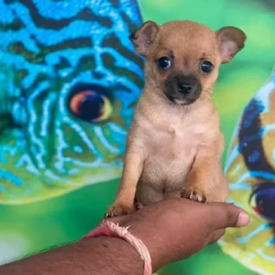 Chihuahua puppies for sale in Vijayawada