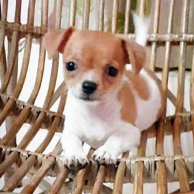 Chihuahua puppies for sale in Vijayawada