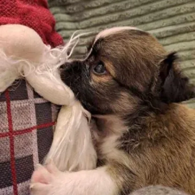 Chihuahua puppies for sale in Vijayawada