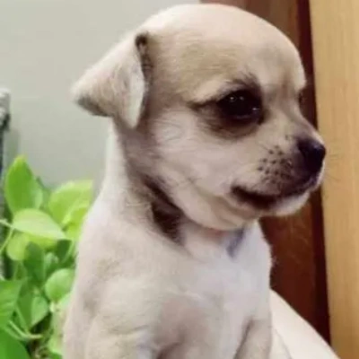 Chihuahua puppies for sale in Bikaner