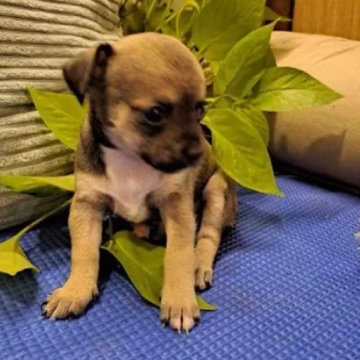 Chihuahua puppies for sale in Vijayawada