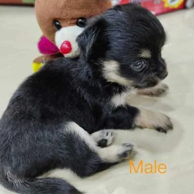 Chihuahua puppies for sale in Vijayawada