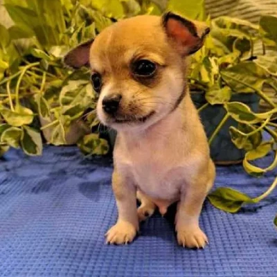 Chihuahua puppies for sale in Vijayawada