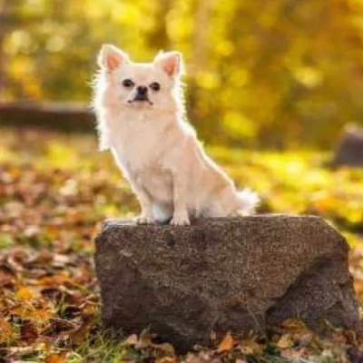 Chihuahua puppies for sale in Bikaner