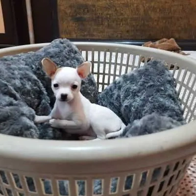 Chihuahua puppies for sale in Bikaner