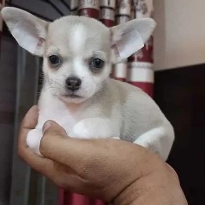 Chihuahua puppies for sale in Bikaner