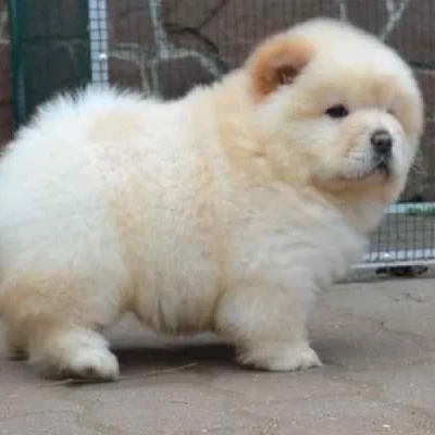 Chow Chow puppies for sale in Bikaner