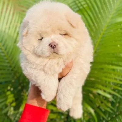 Chow Chow puppies for sale in Vijayawada