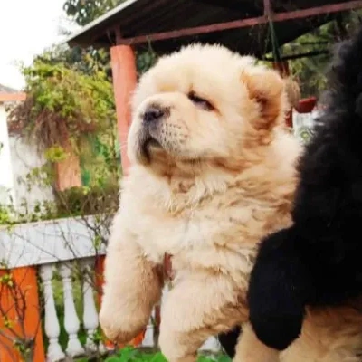 Chow Chow puppies for sale in Vijayawada