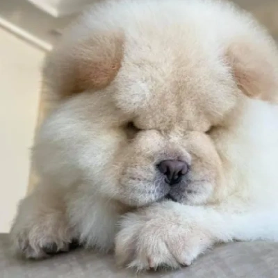 Chow Chow puppies for sale in Bikaner