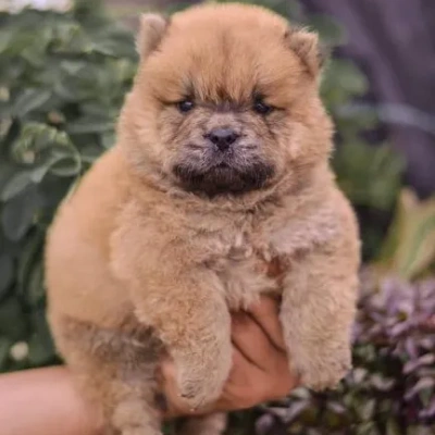 Chow Chow puppies for sale in Bikaner