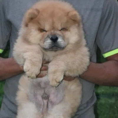 Chow Chow puppies for sale in Vijayawada