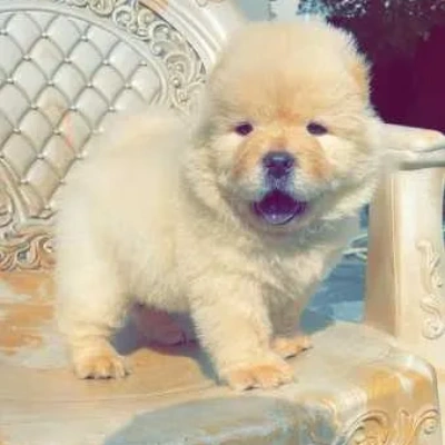 Chow Chow puppies for sale in Vijayawada