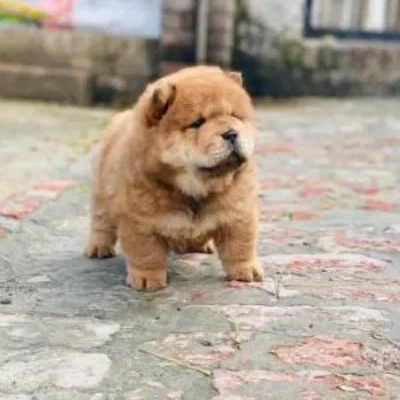 Chow Chow puppies for sale in Vijayawada