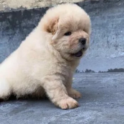 Chow Chow puppies for sale in Vijayawada