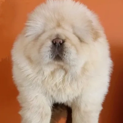 Chow Chow puppies for sale in Vijayawada