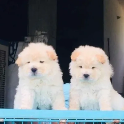 Chow Chow puppies for sale in Vijayawada