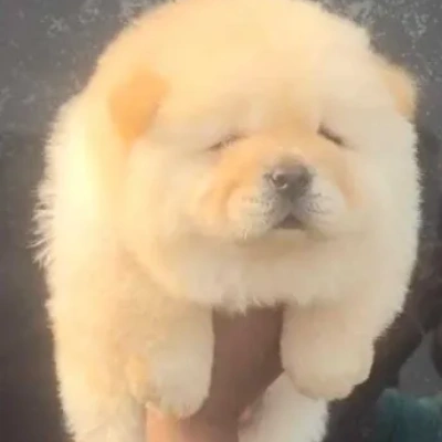 Chow Chow puppies for sale in Vijayawada