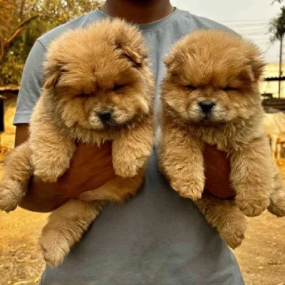 Chow Chow puppies for sale in Vijayawada