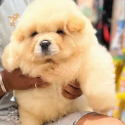 Chow Chow puppies for sale in Bikaner