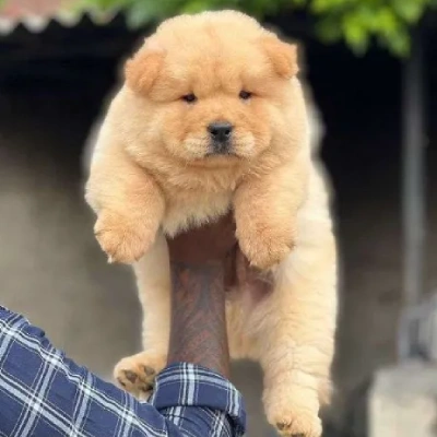 Chow Chow puppies for sale in Bikaner