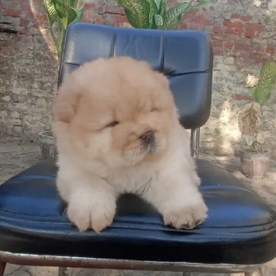 Chow Chow puppies for sale in Vijayawada