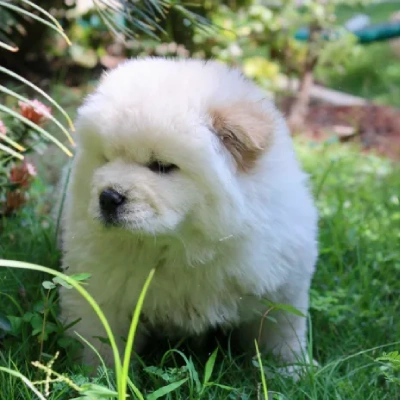 Chow Chow puppies for sale in Bikaner