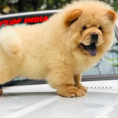 Chow Chow puppies for sale in Vijayawada