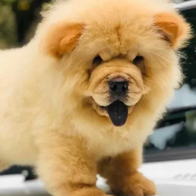 Chow Chow puppies for sale in Jodhpur