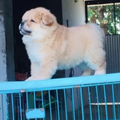 Chow Chow puppies for sale in Vijayawada