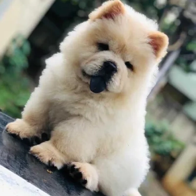 Chow Chow puppies for sale in Vijayawada