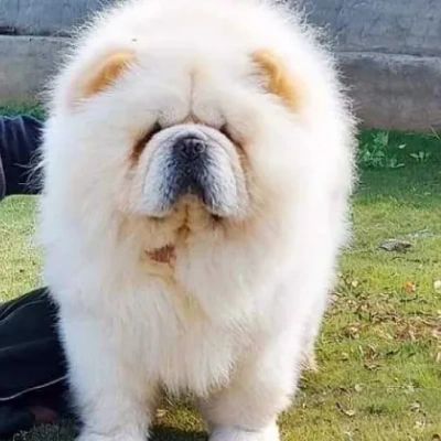 Chow Chow puppies for sale in Jodhpur