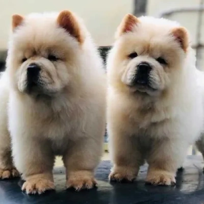 Chow Chow puppies for sale in Vijayawada