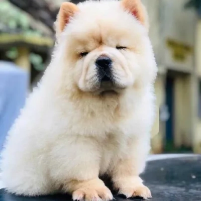 Chow Chow puppies for sale in Bikaner