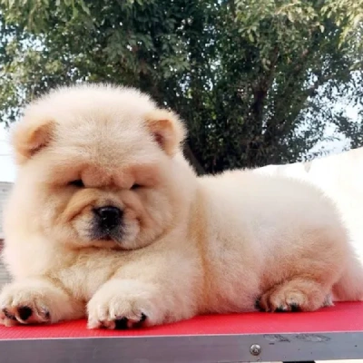 Chow Chow puppies for sale in Vijayawada