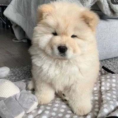 Chow Chow puppies for sale in Vijayawada