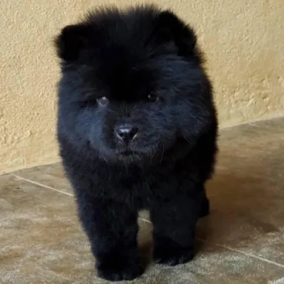 Chow Chow puppies for sale in Bikaner