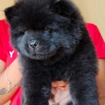 Chow Chow puppies for sale in Vijayawada