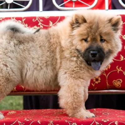 Chow Chow puppies for sale in Vijayawada