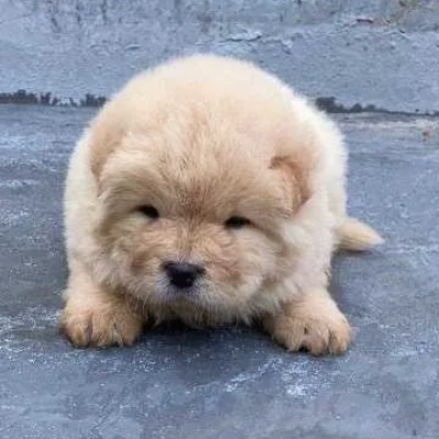 Chow Chow puppies for sale in Vijayawada