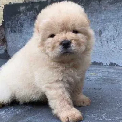 Chow Chow puppies for sale in Bikaner