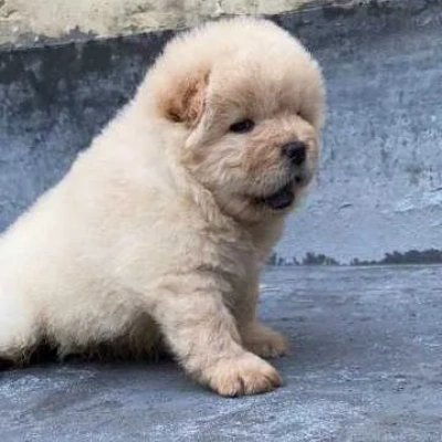 Chow Chow puppies for sale in Vijayawada