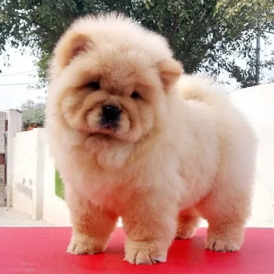 Chow Chow puppies for sale in Vijayawada