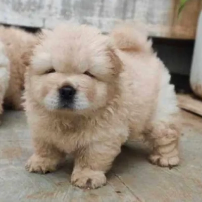 Chow Chow puppies for sale in Vijayawada