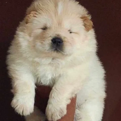 Chow Chow puppies for sale in Vijayawada