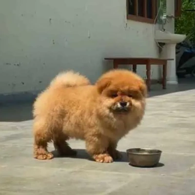 Chow Chow puppies for sale in Jodhpur