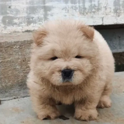 Chow Chow puppies for sale in Vijayawada