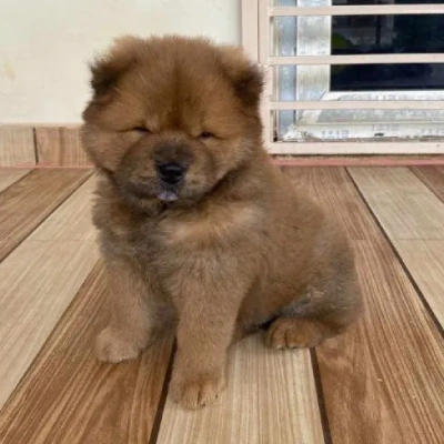 Chow Chow puppies for sale in Bikaner