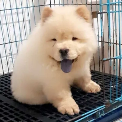 Chow Chow puppies for sale in Bikaner